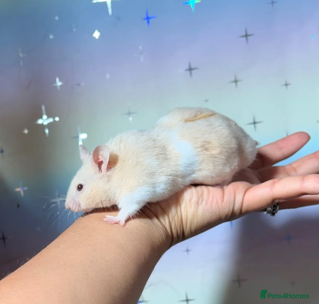 Hamster rodents for sale: BABY TAME PEDIGREE SYRIAN HAMSTERS  - Advert 2