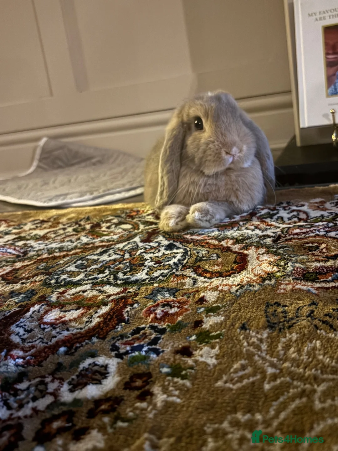 Mini Lop rabbits for sale:  beautiful rabbit looking for her forever home  - Advert 2
