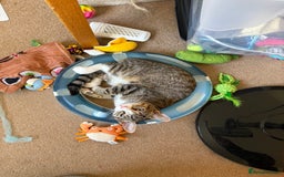 Bengal cats for sale: Gorgeous bengal cross kittens available now  - Image 4