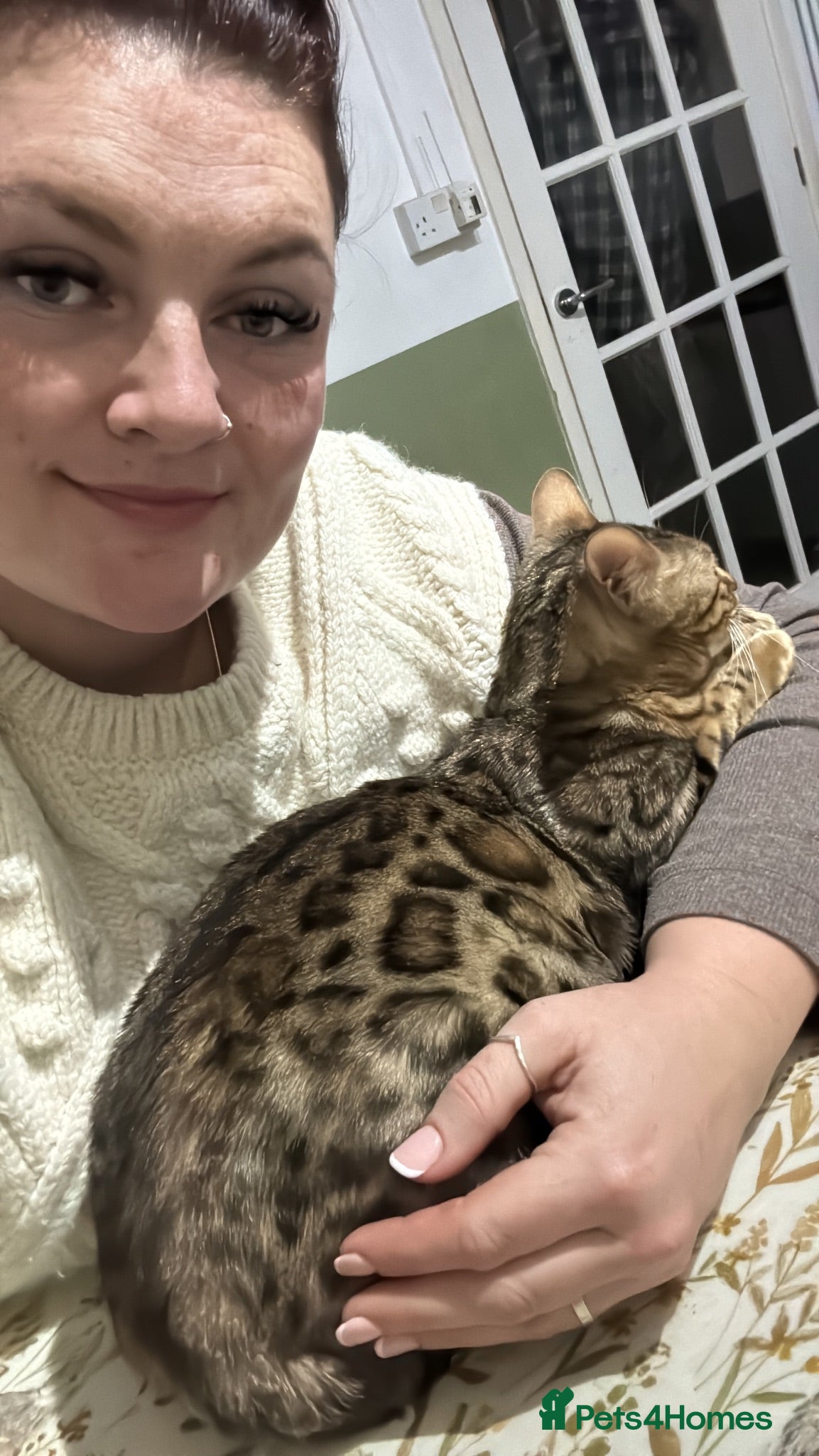 Bengal cats 2yo TICA Bengal Registered Rosetted Queen  - Advert 2