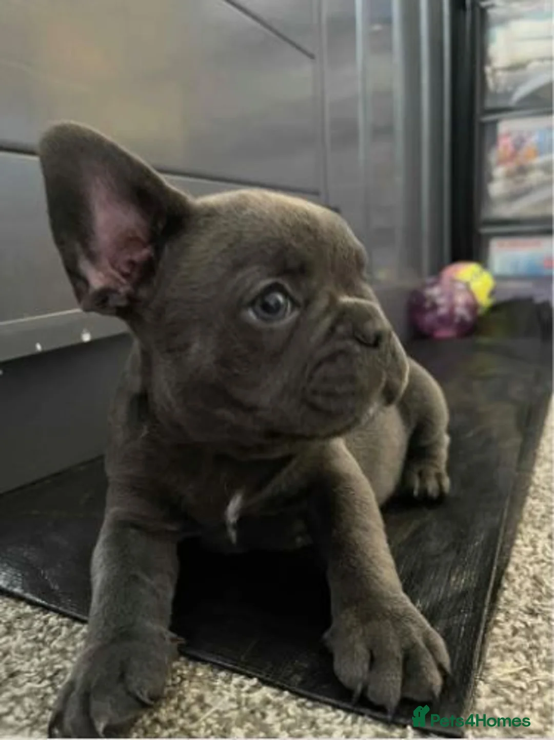 French Bulldog dogs for sale: Stunning Litter of French Bulldog Puppies for Sale in Chelmsford - Advert 1