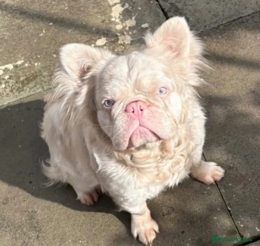 French Bulldog dogs for stud: YETTI 👑 - Advert 1