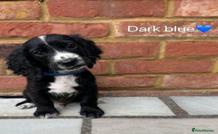 Cocker Spaniel dogs - Advert 10