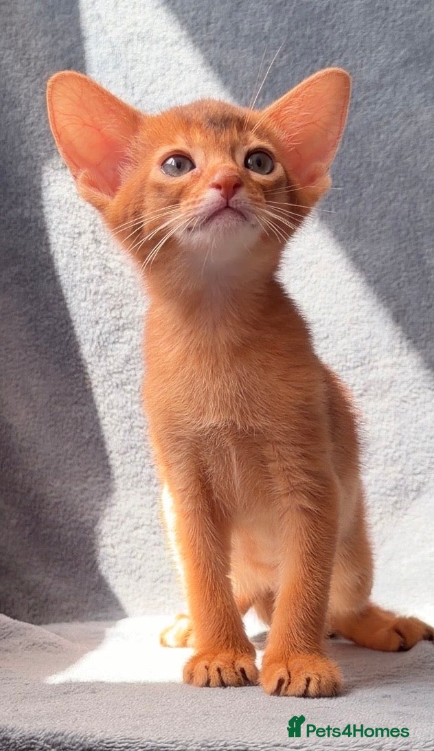 Abyssinian cats Beautiful GCCF Registered Abyssinian Kittens 💙❤️ - Advert 1