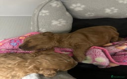 Shihpoo dogs for sale: 🐾 Toy Poodle x Shihpoo Puppies for Sale - Image 21