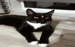 Domestic Shorthair cats for sale: 2x FEMALE 3YO CATS FOR REHOMING - URGENT - Advert 3