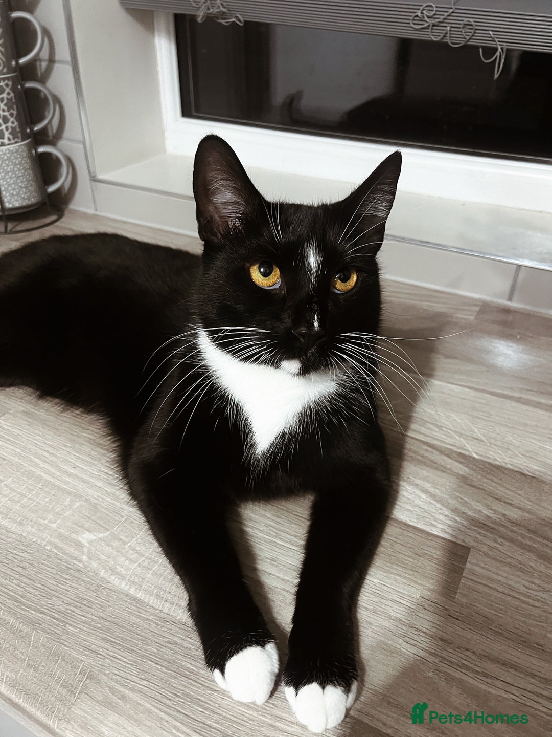 Domestic Shorthair cats for sale: 2x FEMALE 3YO CATS FOR REHOMING - URGENT - Advert 3
