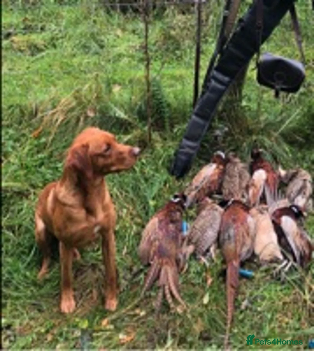 Labrador Retriever dogs for stud: Fox red Labrador for stud in Burnley - Advert 6