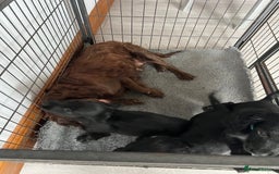 Cocker Spaniel dogs for sale: Fully health tested/champion bloodlines - Image 17