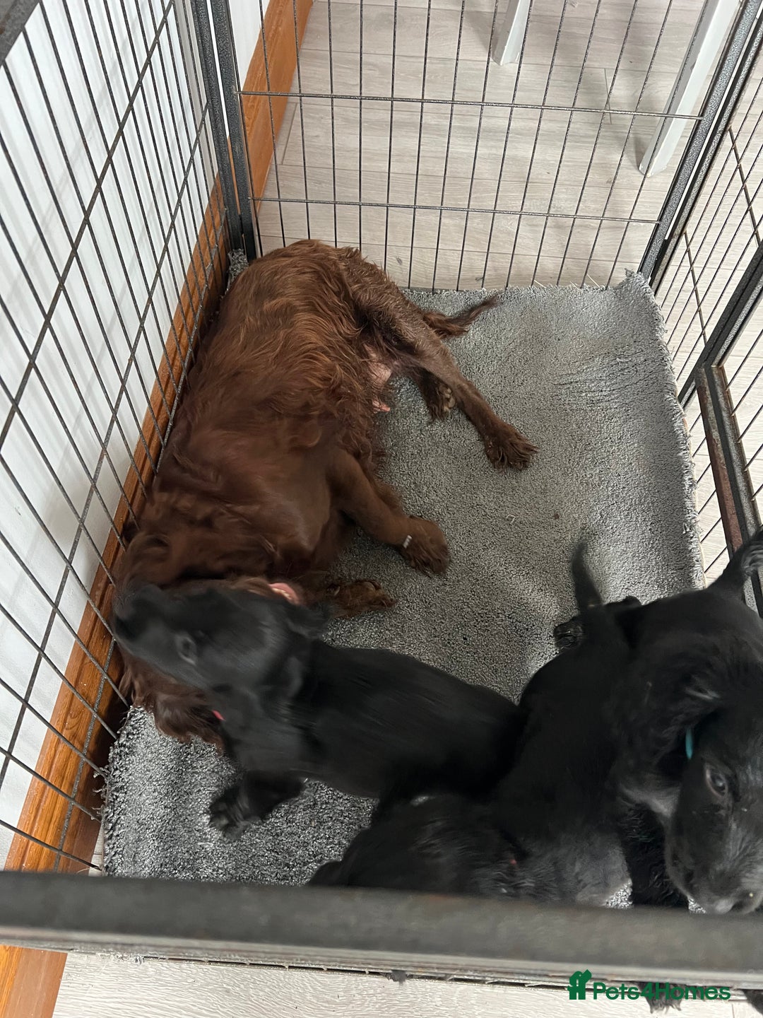 Cocker Spaniel dogs for sale: Fully health tested/champion bloodlines - Image 17