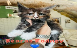 Maine Coon cats for sale: TICA registered, pedigree maine coon kittens  - Image 13