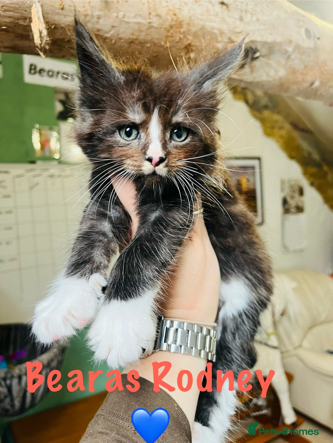 Maine Coon cats for sale: TICA registered, pedigree maine coon kittens  - Image 13
