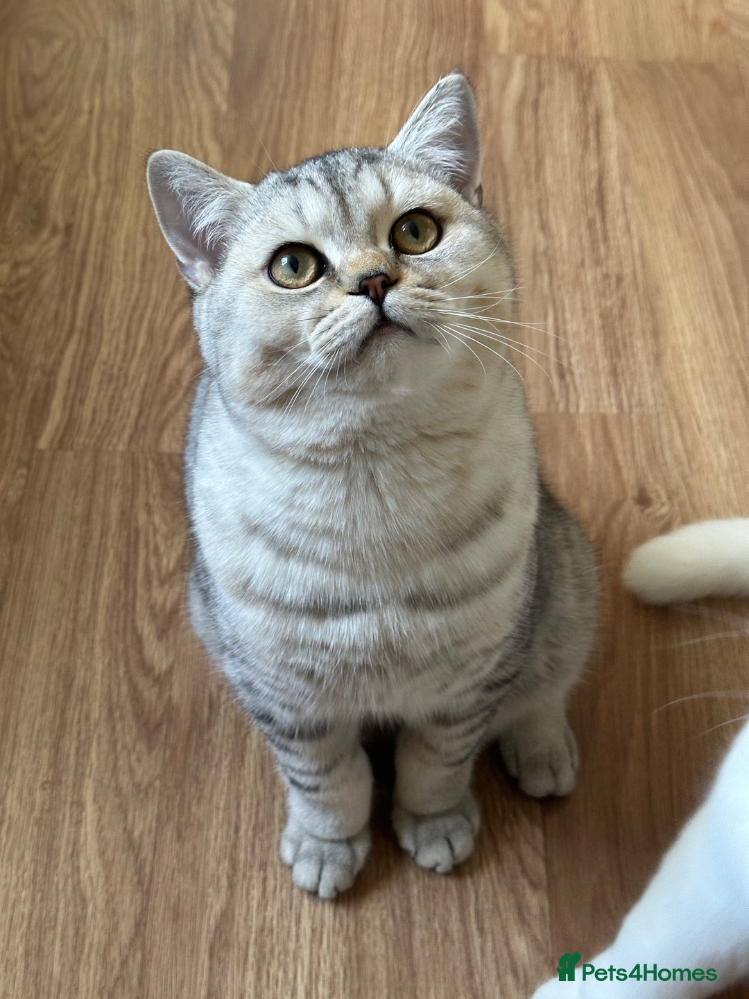 British Shorthair cats for sale: Gorgeous British Longhair & Shorthair Kittens - Advert 12