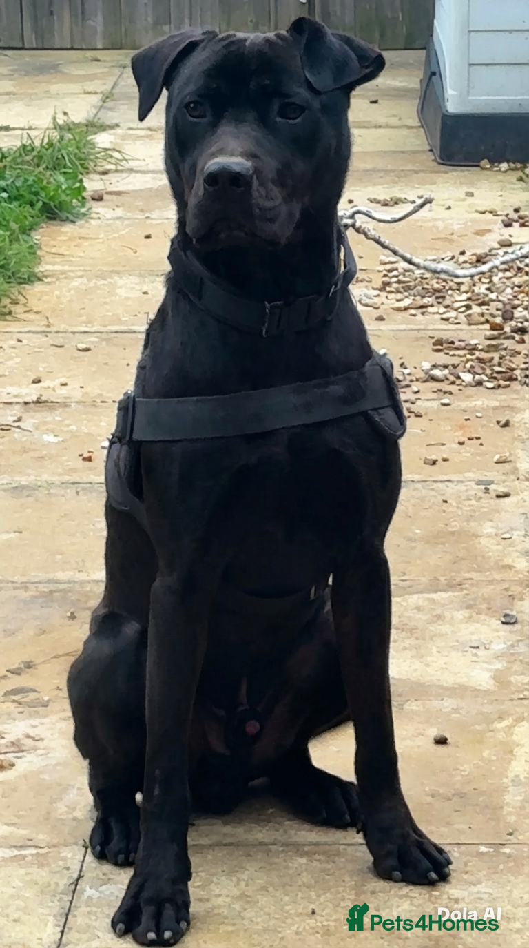 Mixed Breed dogs 14-Month-Old Shadow - Cane Corso x Doberman  - Advert 2