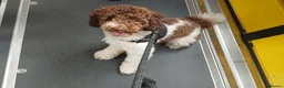 Toy Poodle dogs for stud: Ralphie parti toy poodle  in Liverpool - Advert 2