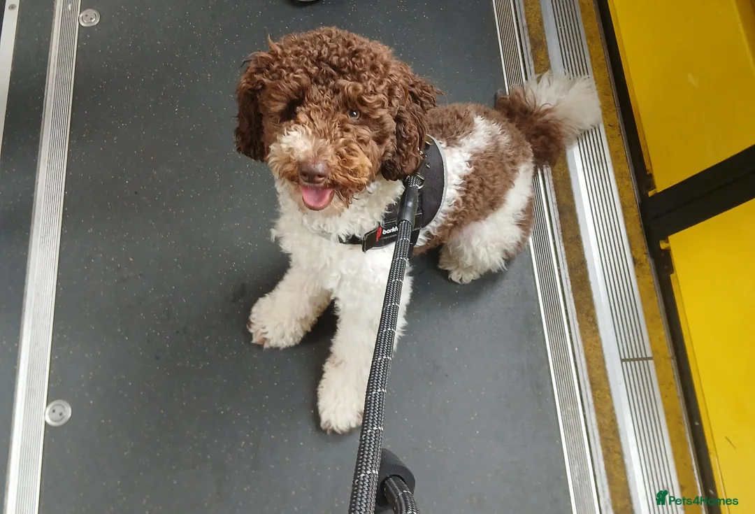 Toy Poodle dogs for stud: Ralphie parti toy poodle  in Liverpool - Advert 2