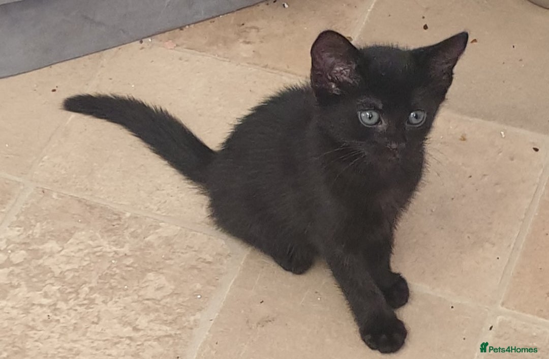 Mixed Breed cats for sale: 5 sweet and purr-fect chocolate brownie babies 🐾 - Image 16