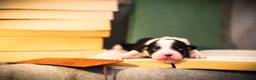 Miniature American Shepherd dogs for sale: Health Tested Miniature American Shepherd Puppy - Advert 9