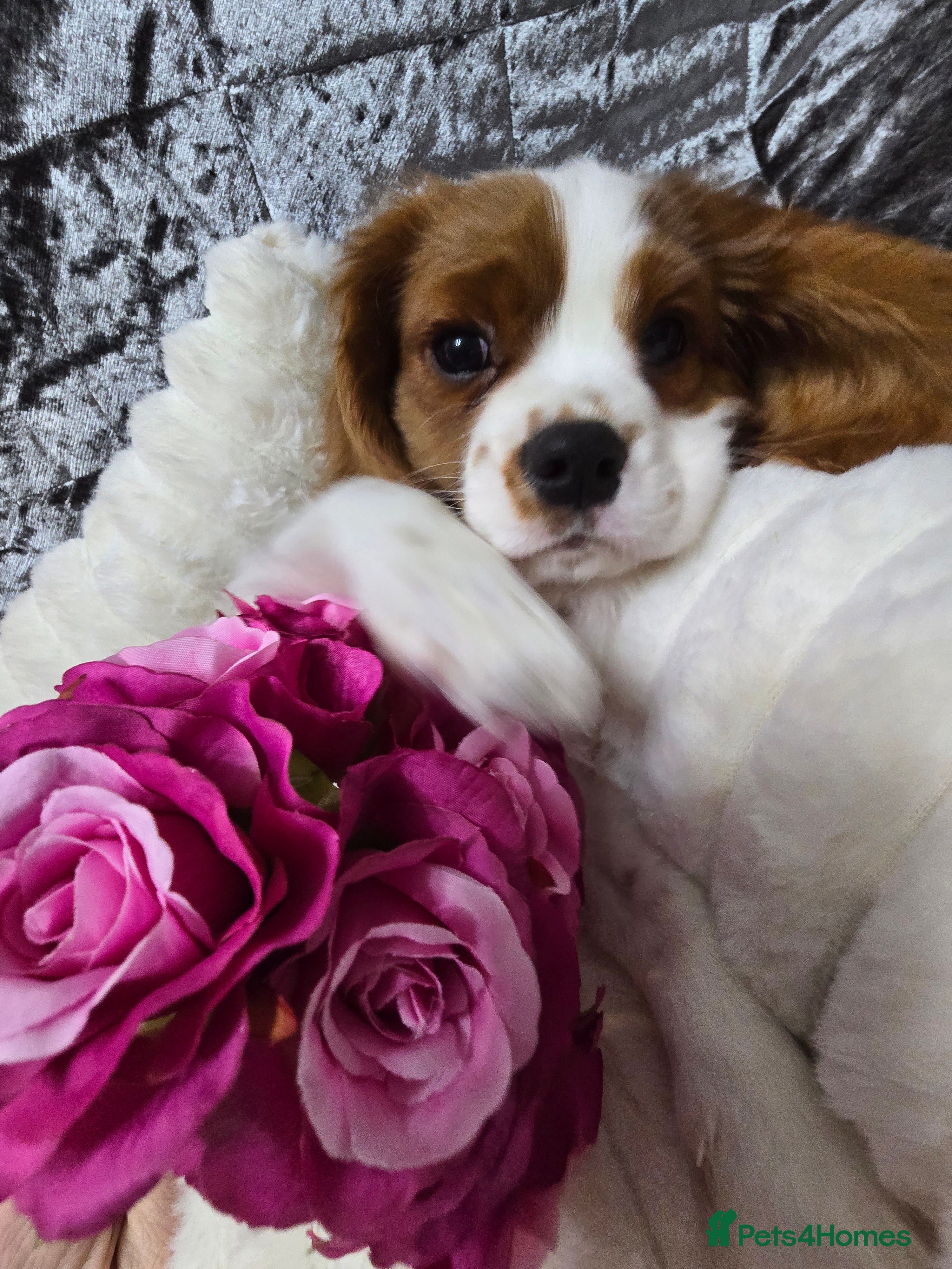 Cavalier King Charles Spaniel dogs KC registered from Health Tested parents  - Advert 5