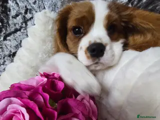 Cavalier King Charles Spaniel dogs KC registered from Health Tested parents - Advert 5