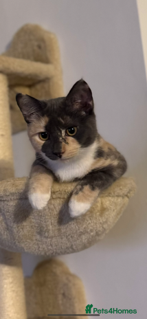 Siberian cats - Advert 1