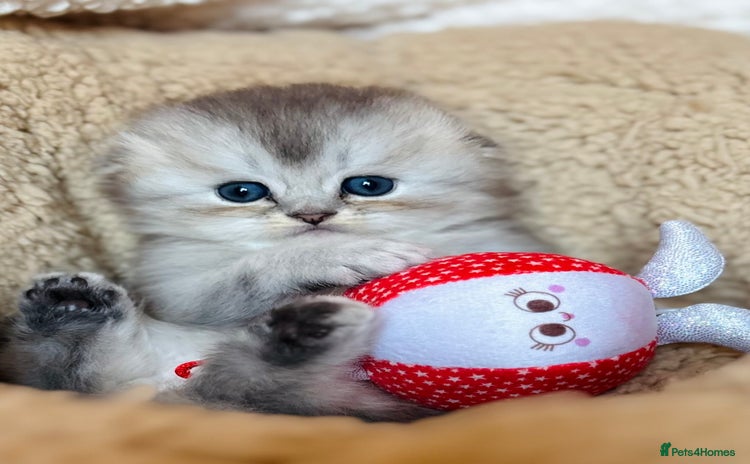 Scottish Fold cats - Advert 3