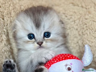 Scottish Fold cats for sale - Advert 2