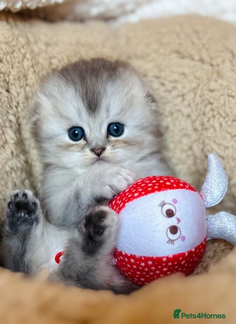 Scottish Fold cats - Advert 3