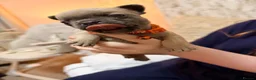 French Bulldog dogs for sale: Frenchie puppies - Advert 7