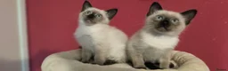 Thai cats for sale: Thai kittens - Advert 6