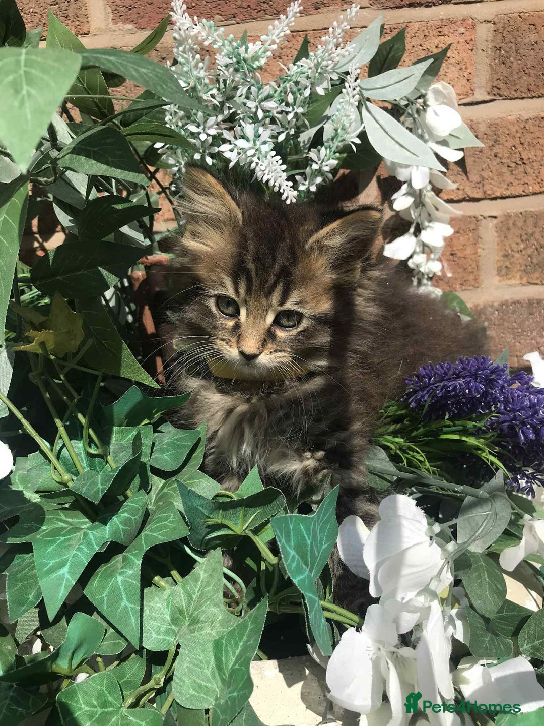 Maine Coon cats for sale: Maine coone kittens - Image 2