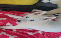 Siberian Husky dogs for sale: Beautiful Blue Eyes Siberian Husky 😍  - Image 5