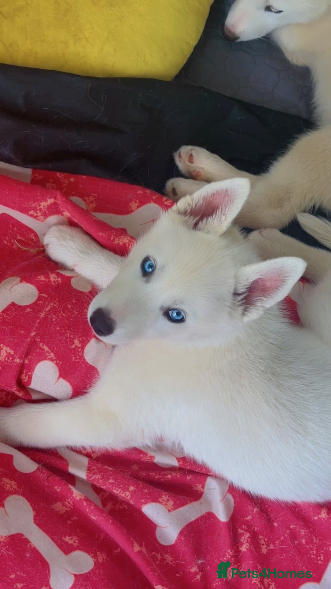 Siberian Husky dogs for sale: Beautiful Blue Eyes Siberian Husky 😍  - Image 5
