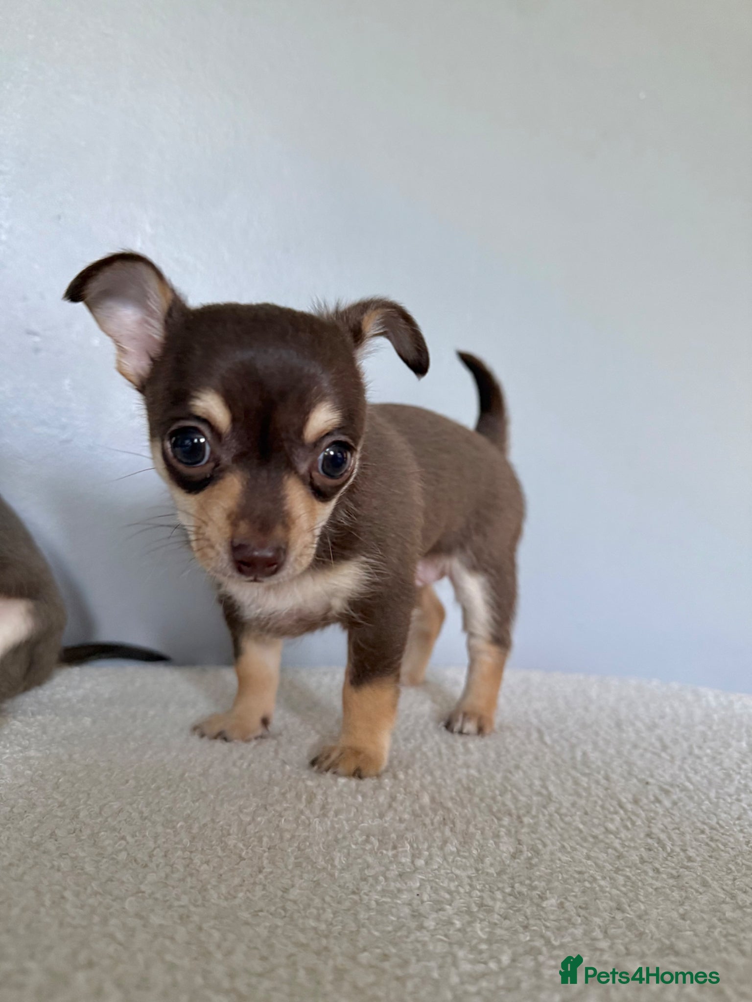 Chihuahua dogs Beautiful chihuahua  - Advert 1