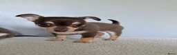 Chihuahua dogs for sale: Beautiful chihuahua  - Advert 1