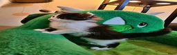 Maine Coon cats for sale: Maine Coon  - Advert 12