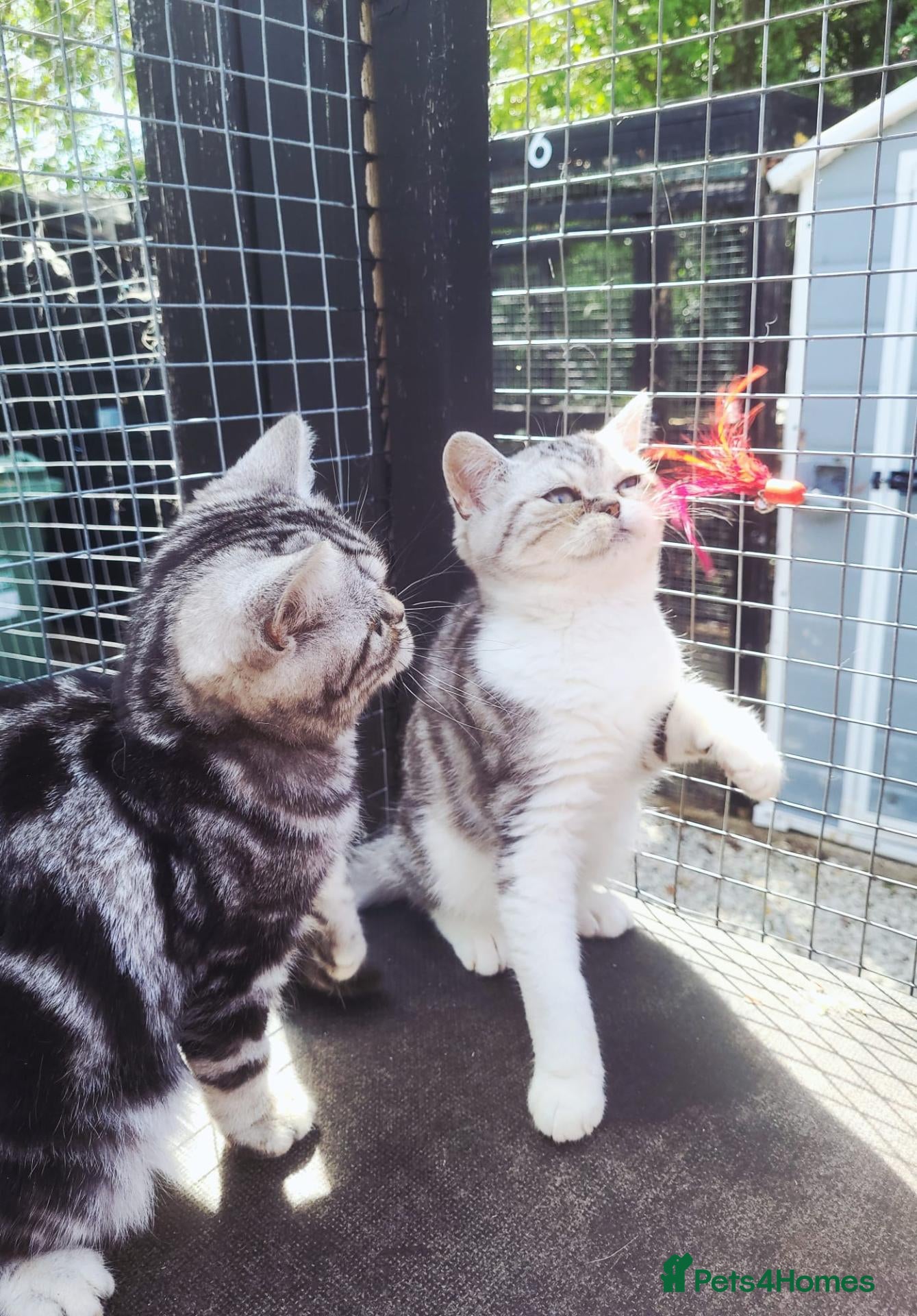 British Shorthair cats 🥹Purrrrfect Silver Tabbies & Torbies Available!🥹 - Advert 6