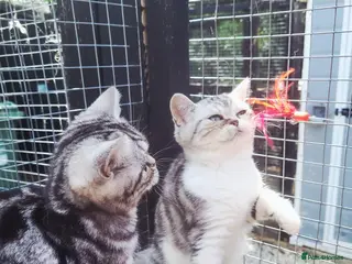 British Shorthair cats 🥹Purrrrfect Silver Tabbies & Torbies Available!🥹 - Advert 6