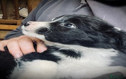 Mixed Breed dogs for sale: Collie x pups - Image 2