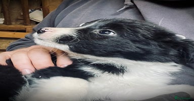 Mixed Breed dogs - Advert 13