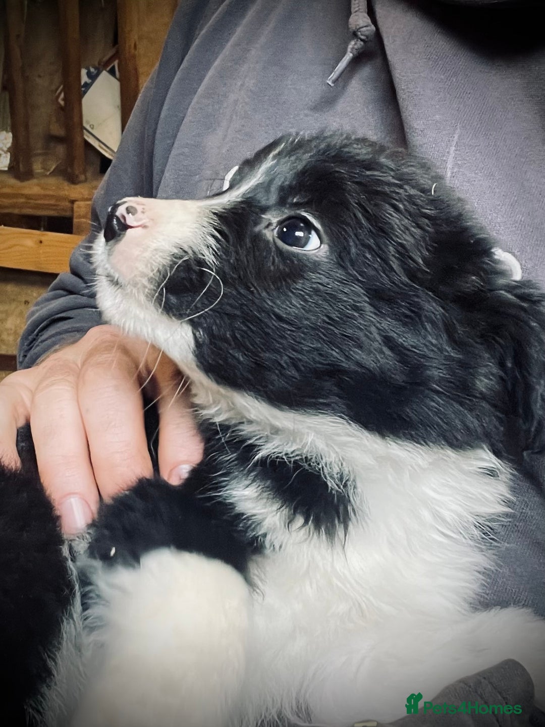 Mixed Breed dogs for sale: Collie x pups - Image 2