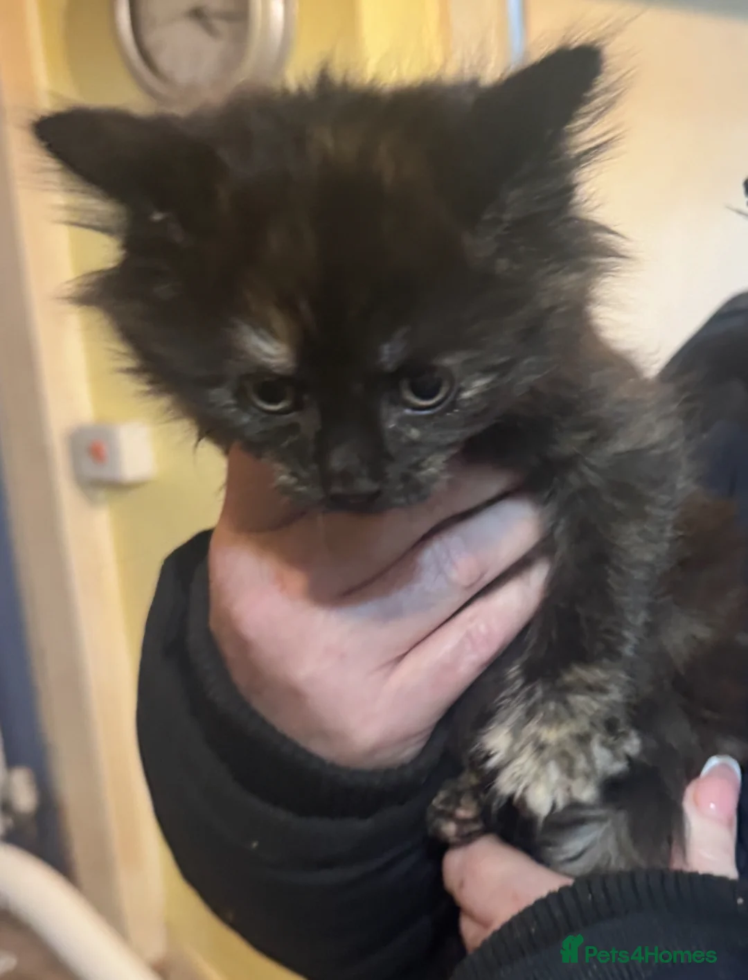 British Longhair cats for sale: Beautiful kittens  - Advert 4