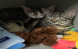 Mixed Breed cats for sale: ONO 2 x female kittens £40 each or £60 for both - Image 6