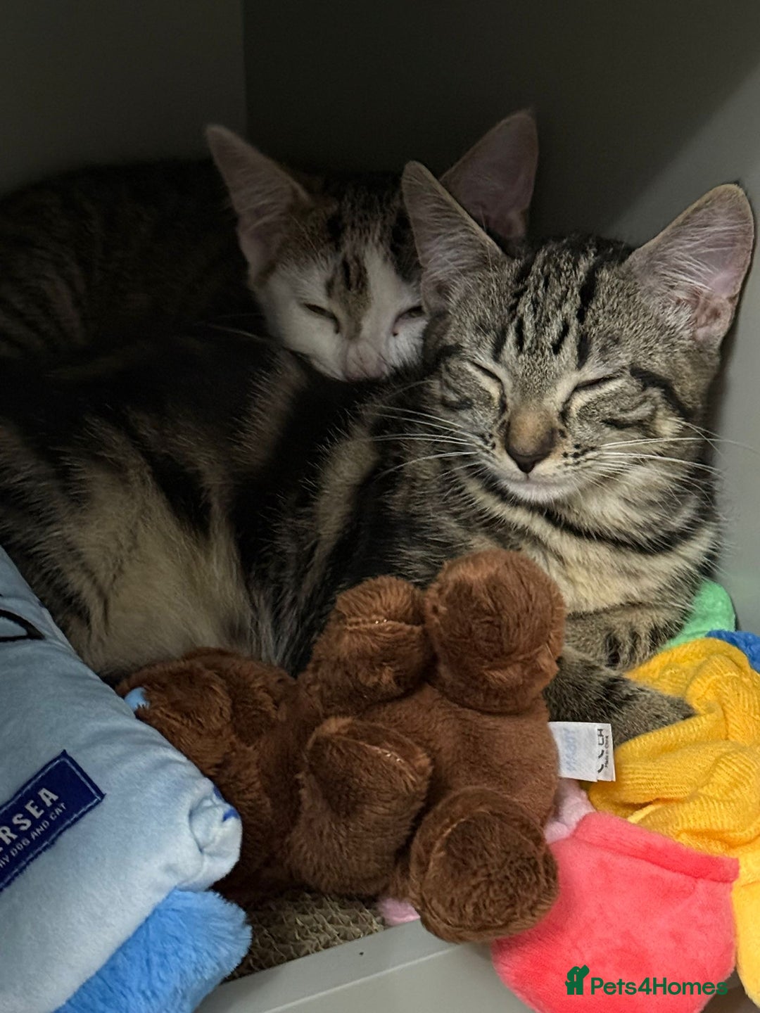 Mixed Breed cats for sale: ONO 2 x female kittens £40 each or £60 for both - Image 6