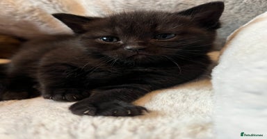 Ragdoll cats URGENT Ragdoll kittens x4 READY TO LEAVE!!🫶🏽 - Advert 1