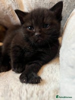 Ragdoll cats URGENT Ragdoll kittens x4 READY TO LEAVE!!🫶🏽 - Advert 4