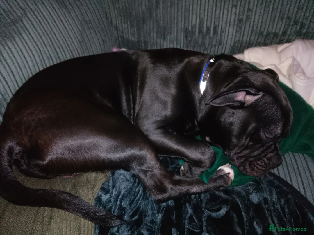 American Bull Staffy dogs for sale: 7 month old pup. - Advert 2