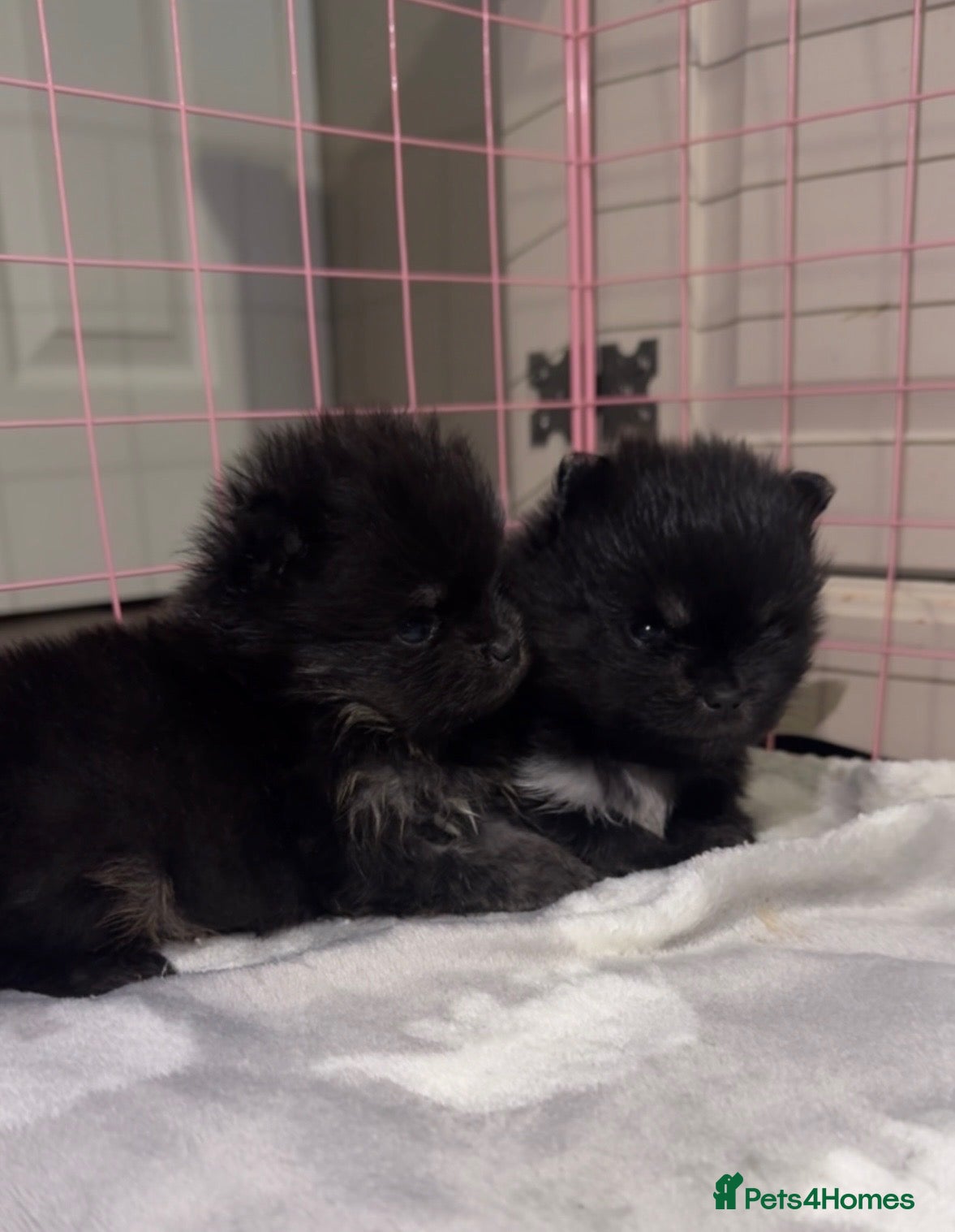 Pomeranian dogs 1 black & white female in Lee-on-the-Solent - Advert 1