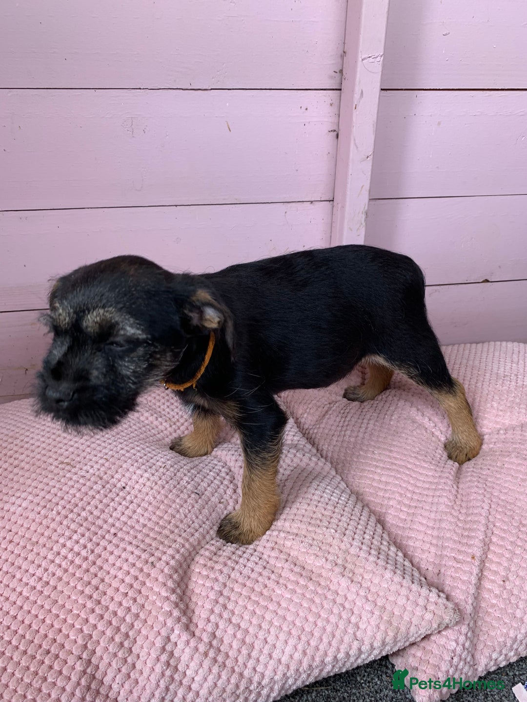 Border Terrier dogs for sale: Border terrier pups - Image 9