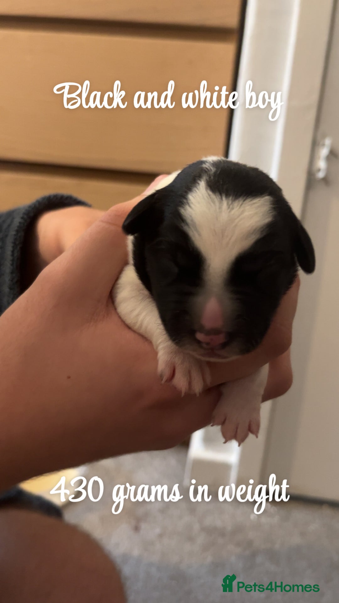 Mixed Breed dogs for sale: Puppies for sale - Image 7